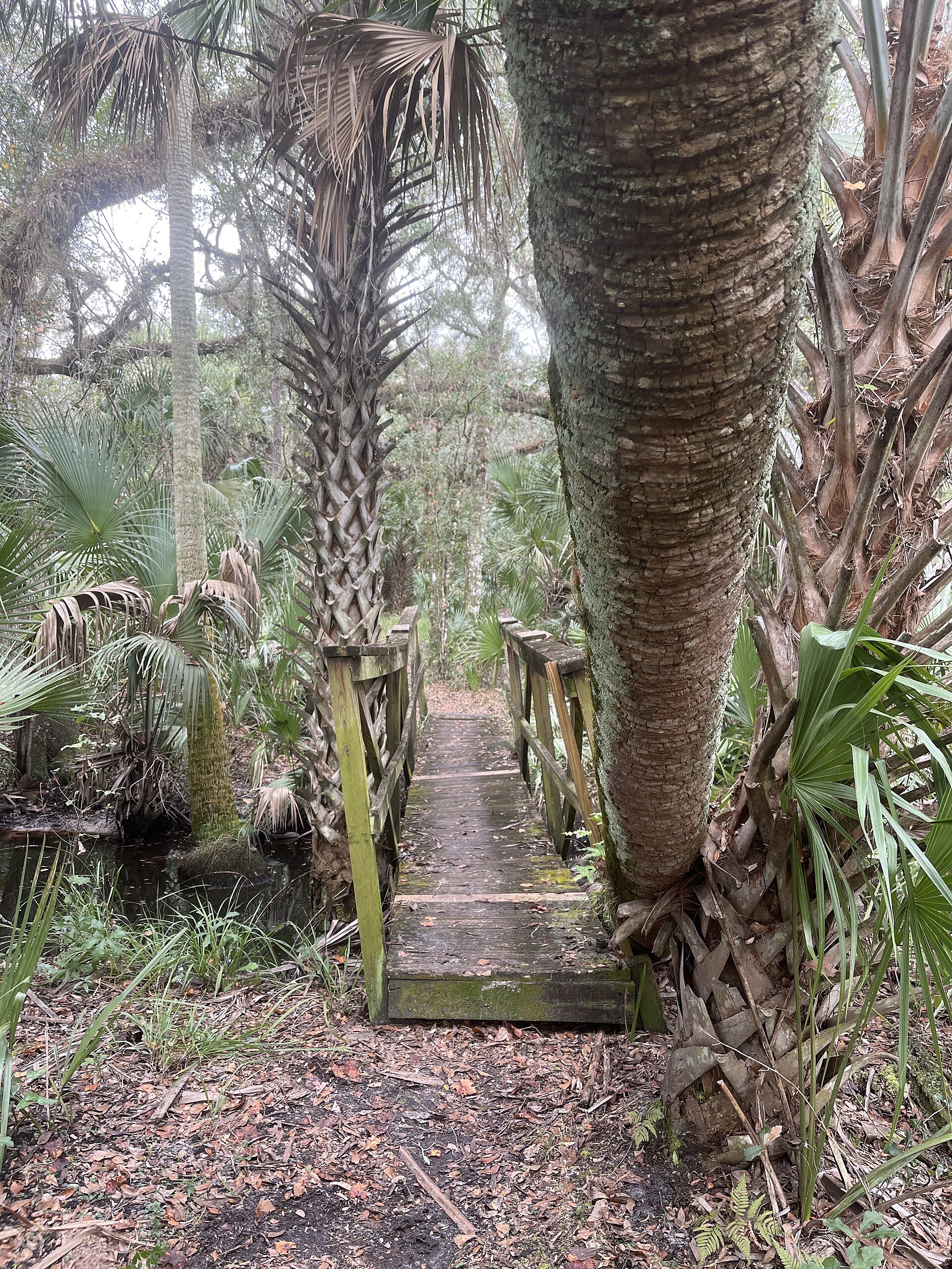 A wooden footbridge on the Kolokee Trail, running through dense green forest