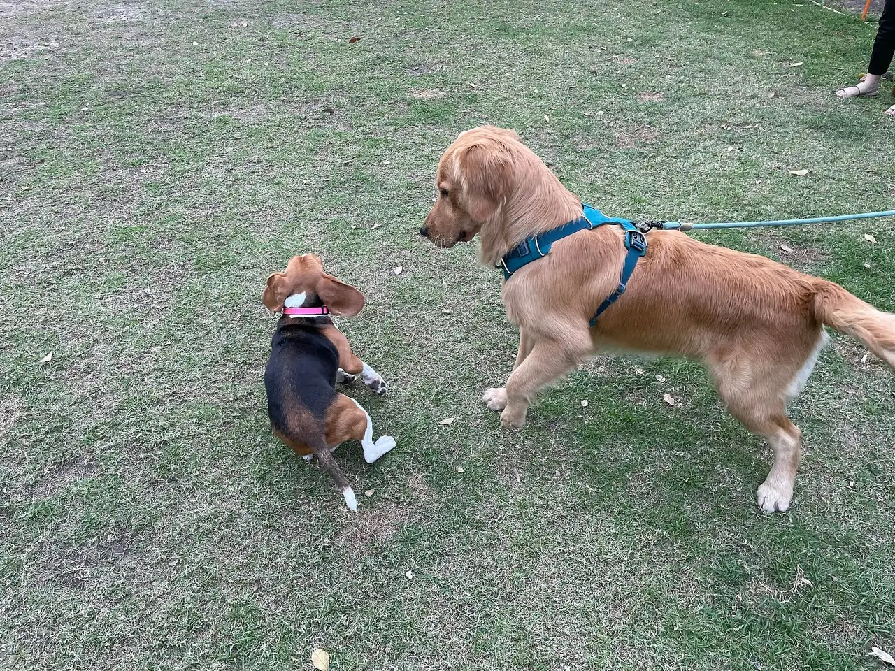 A beagle and golden retriever on grass in an illustrative photograph taken in Thailand, not an Oviedo daycare