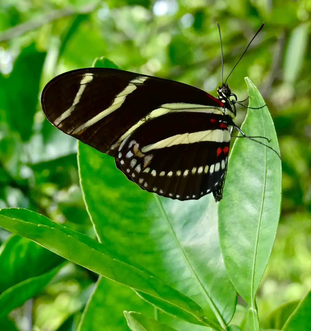 Zebra longwing butterfly with pale wing stripes resting on a leaf in Oviedo